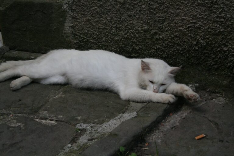 A white cat laying on stone